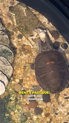 Turtle Tries to Wake Skeleton 😅