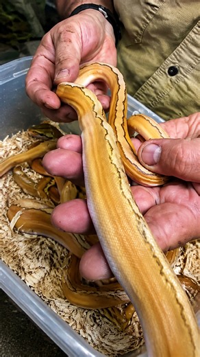 Breeder reveals unusual python combinations with changing appearances