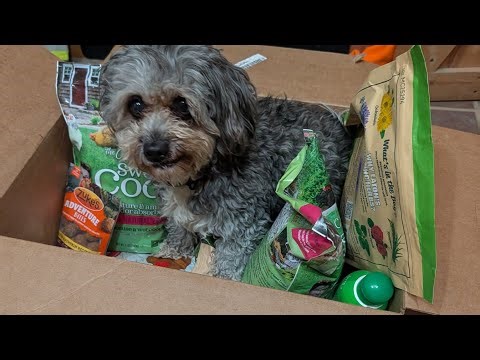 Does Your Dog Climb Into The Box, Too?