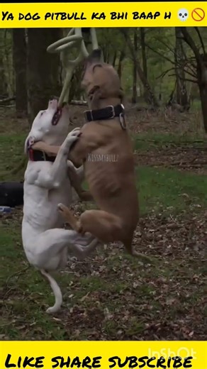 Central Asian Shepherd 🆚 Pitbull | Ultimate Power & Fight Comparison 💪🔥