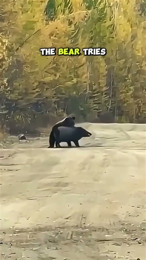 Black Bear vs Wild Boar: Who Will Win?