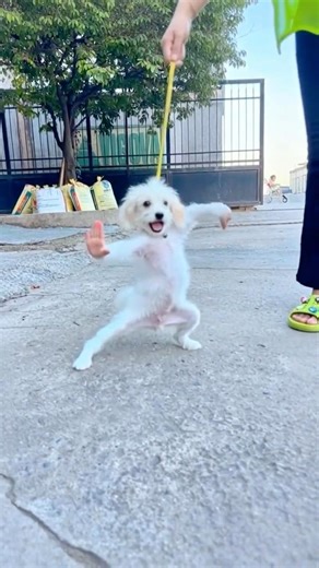 Dog Saves Owner Like A Boss 🐶[NVN Kindness Channel] #action #kindness #respect #goodman #happy