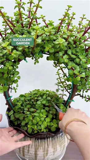 How to Style Portulacaria Afra: Easy Succulent Plant Decor DIY