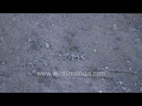 Mother and her two Snow Leopard cubs huddle together on a desolate rocky scree slope, in the cold