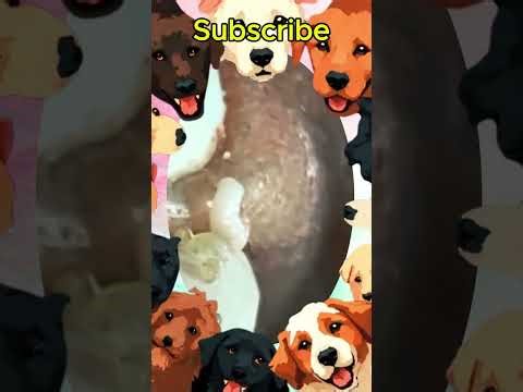 Blackheads Removal #285 | Acne Treatment and Very Satisfying Satisfying Pimple pop #blackheads