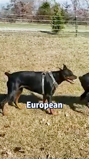 European Dobermans bring unmatched energy and drive ⚡ #DobermanEnergy #ActiveDogLife #DobermanTraining #HighEnergyDogs #CanineFitness #DogOwnerTips #DobermanPlanet