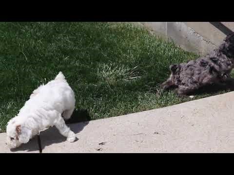 Cockapoo Puppies For Sale