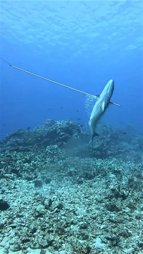 The Worst Spearfishing Fail #fishing #spearfishing