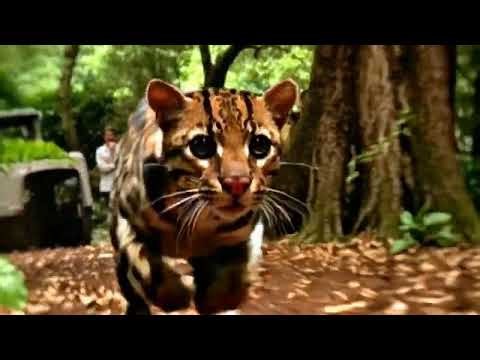 Christmas comes early for Neme the Ocelot