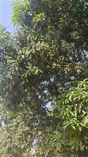 Beautiful Mango Tree in Nature | Peaceful Village Scenery #peacefullsong#mango #shorts #birds