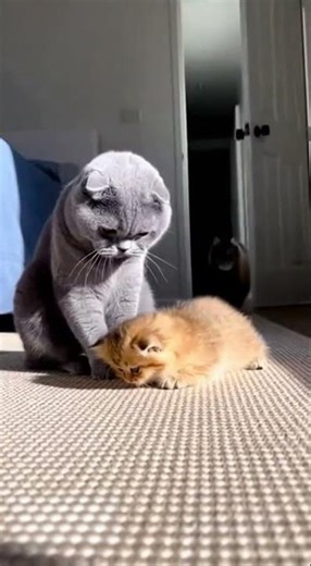 Bully Cat Caught in the Act by Mom! 😹#catmemes