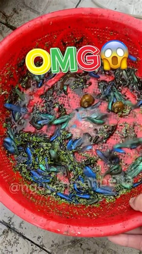 catching wild alien betta fish👽