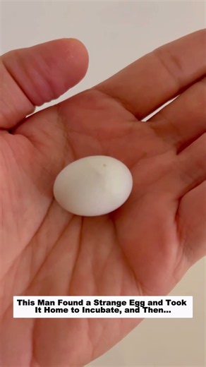 This Man Found a Strange Egg and Took It Home to Incubate, and Then…