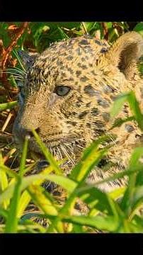 The prey of top predators is always extraordinary #wildlife #animals #shortvideo