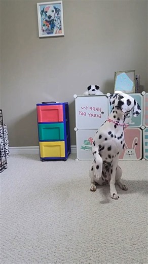 Dog Dancing Secrets Training Tips for Adorable Moves