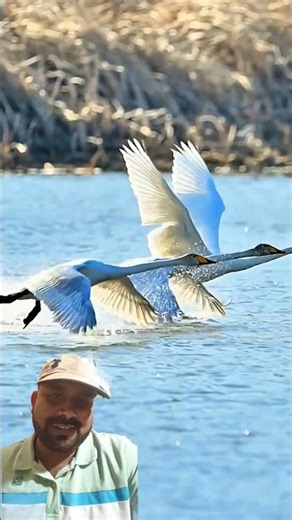 Swan 🦢 bird flight ✈️ mode#wildlife #nature #birds #beautiful ‪@YouTube‬ #flamingo#flamingoslife