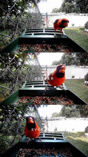 CARDINAL UP CLOSE ❤️