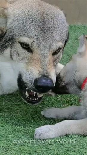 Fierce Wolf Dad Still Shares His Food With His Pup! 🐺🍖 #wolf #wolfdog #shorts