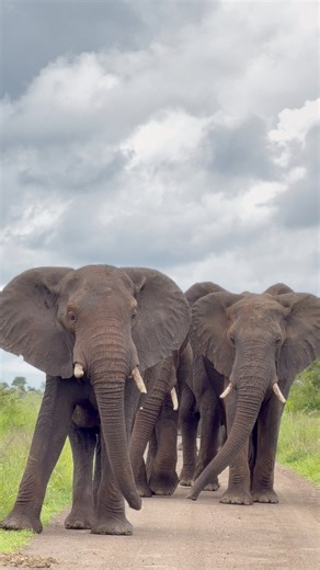 Watch this truly special encounter with these Magnificent Bull Elephants of the Kruger National Park. #elephant #wildlife #safari #nature #fblifestyle | Kruger Gone Wild Safaris