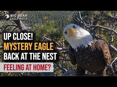 Mystery Eagle Returns to Nest for the 4th Time! A Playful Close-Up Reveals More | Big Bear Eagles