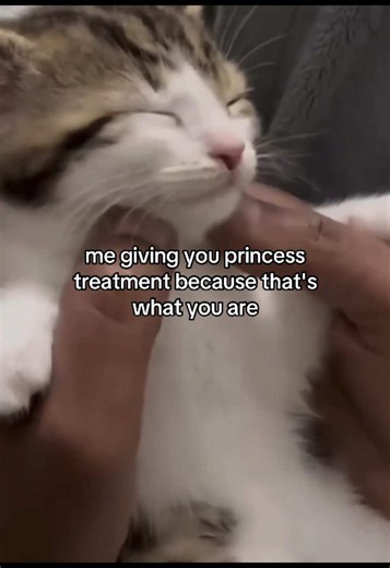 relatable? #love #couple #meme #cattok #fyp | cat