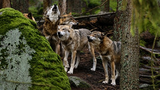 Camera trap footage shows wolves communicating in the forest