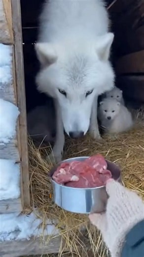 Wolf Family Rescued...#animalrescue #wildliferescue #fyp #wolf | Saving Animal