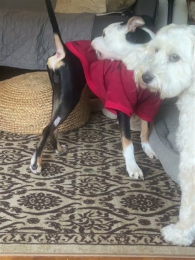 Meet Tony Baloney a Mixed Breed, Medium (up to 44 lbs fully grown) currently available for adoption!