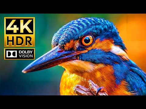 CINEMATIC ANIMALS 4K HDR | Dolby Vision 120FPS for OLED (4K/8K Video TV)