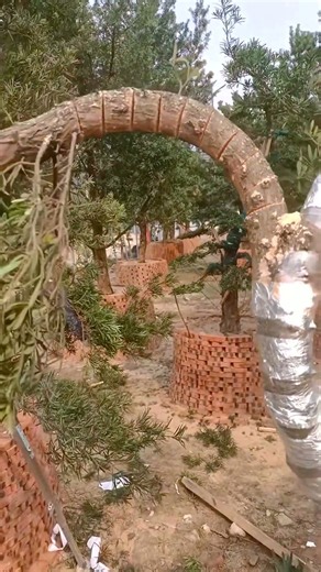 🌴🌉 Bending A Palm Tree Trunk Into A Garden Arch