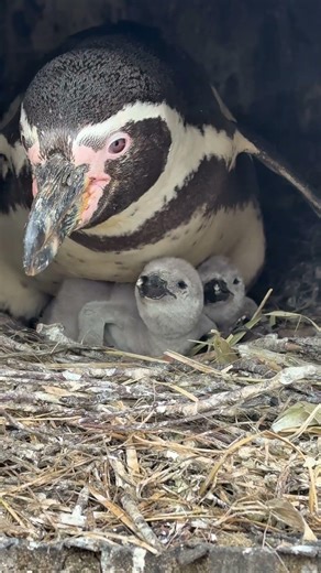 Penguin chicks being fed 🐧