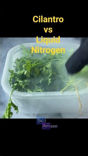 Cilantro Liquid Nitrogen I Science Experiment #experiment #liquidnitrogen #satisfying