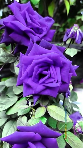 Color Explosion in Nature Flower Shorts" Beautiful Rose #viral #trending