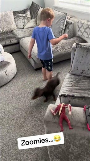 Dog is doing zoomies while playing with toddler!