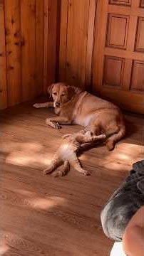 Woman Swore She Was A Dog Person Until Her Dog Adopted A Kitten | The Dodo