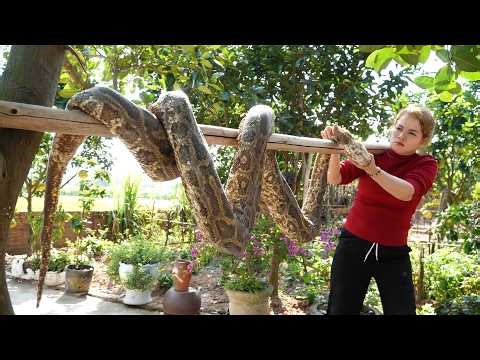 One Girl Discovered a Dead Python on The Farm... Then She Took The Python Away and Buried it