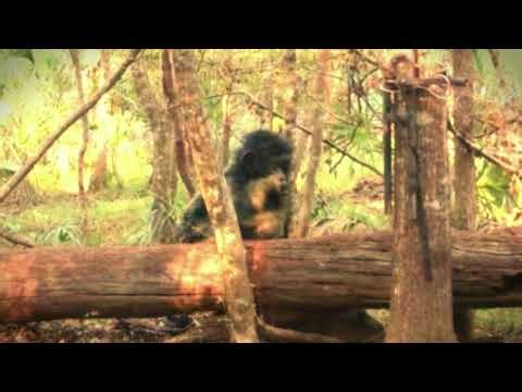Swamp-ape Appears to Hold Infant Bigfoot at Plot Feeder