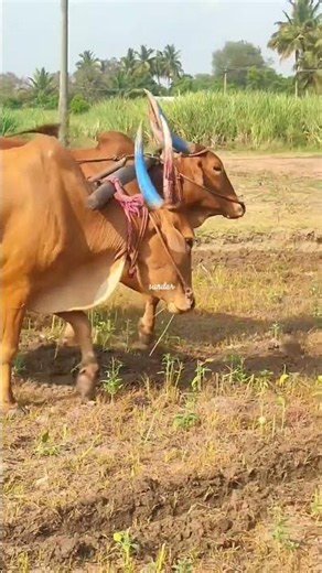 Bull Plowing The Field | Plowing With Bulls | Bullock Plowing Videos | Bullock Videos Bullock Media