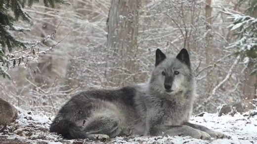 A lone grey wolf raises its head to the moon, unleashing a soul-deep howl. The forest replies in wild chorus.