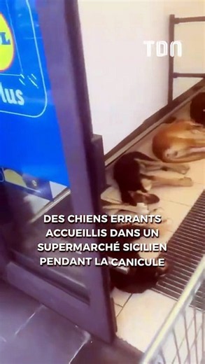 Des chiens errants accueillis dans un supermarché sicilien pendant la canicule