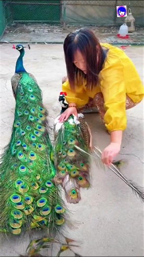 A Peacock Flaunts Its Feathers For You #peacock #shortvideo