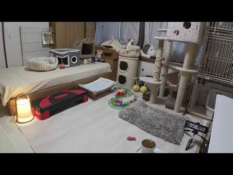2026.1.2 子猫の部屋【みゃうライブ】