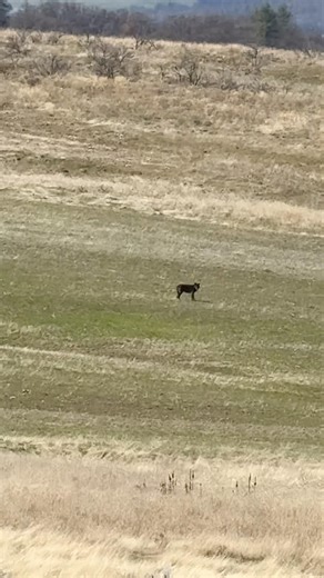First wolf I’ve ever seen in Oregon… and it happened in a place where they claim there are none.