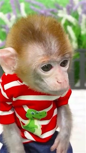 Funny monkey videos #funny #fun #monkeyfunny #funnyvideos #babyfunny