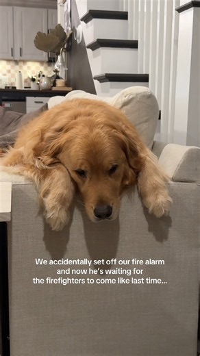 We Accidentally Broke Our Dog's Heart