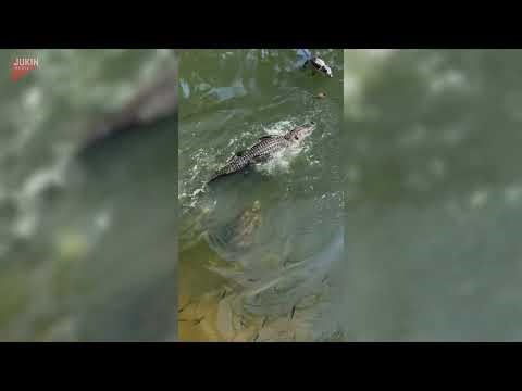 Snapping turtle bites alligator on the face - 1807020