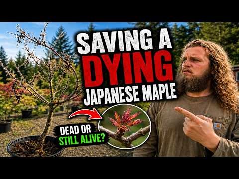 Saving a Dying Tree