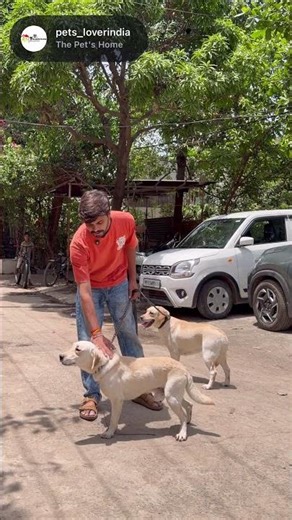 URGENT: Sweet Labrador Needs a Home! (Free Adoption) 🐾 #pets #labrador