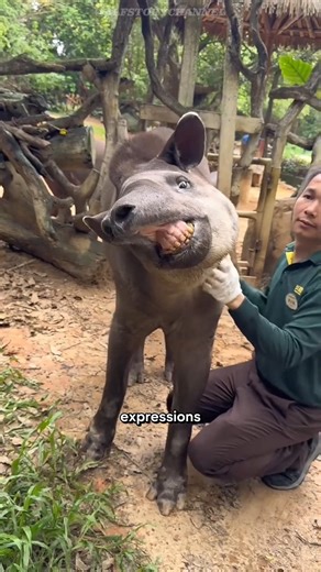 Half Pig, Half Elephant ? Meet the Tapir ! #tapir #animalfacts #shorts