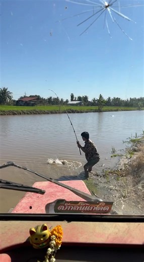 Giant Python Attack! Huge Snake Steals Fisherman's Catch #wildlife, #natureismetal, #pythonattack